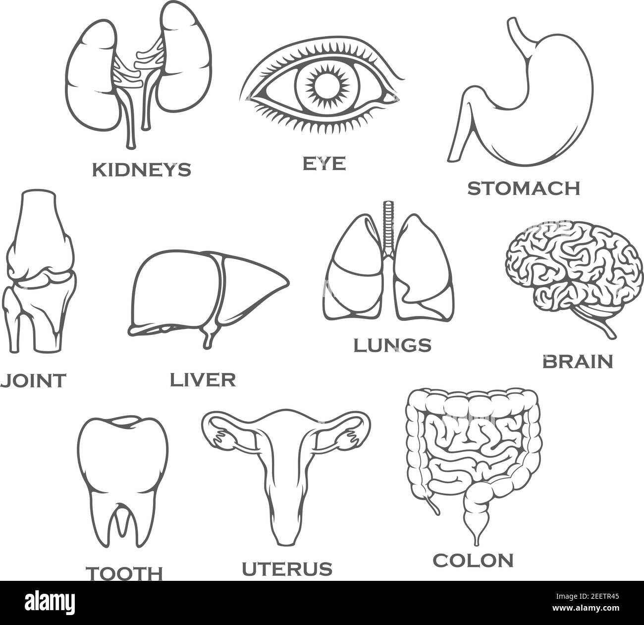 Icônes de lignes isolées de l'ensemble d'organes humains et des parties du corps. Reins vectoriels, œil ou estomac et articulation du genou os, foie ou poumons et cerveau ou dent, utérus et Illustration de Vecteur