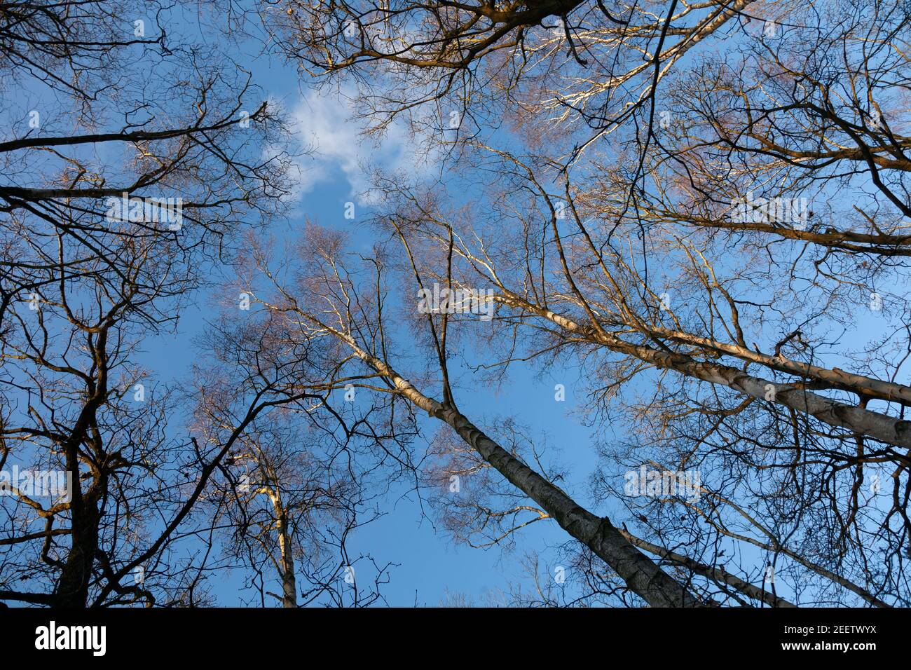 De minces nuages blancs se dispersent dans le ciel bleu vif de l'hiver au-dessus d'une voûte boisée; la neige s'accroche aux minces bouleaux, chênes et cendre ramifiés. Banque D'Images