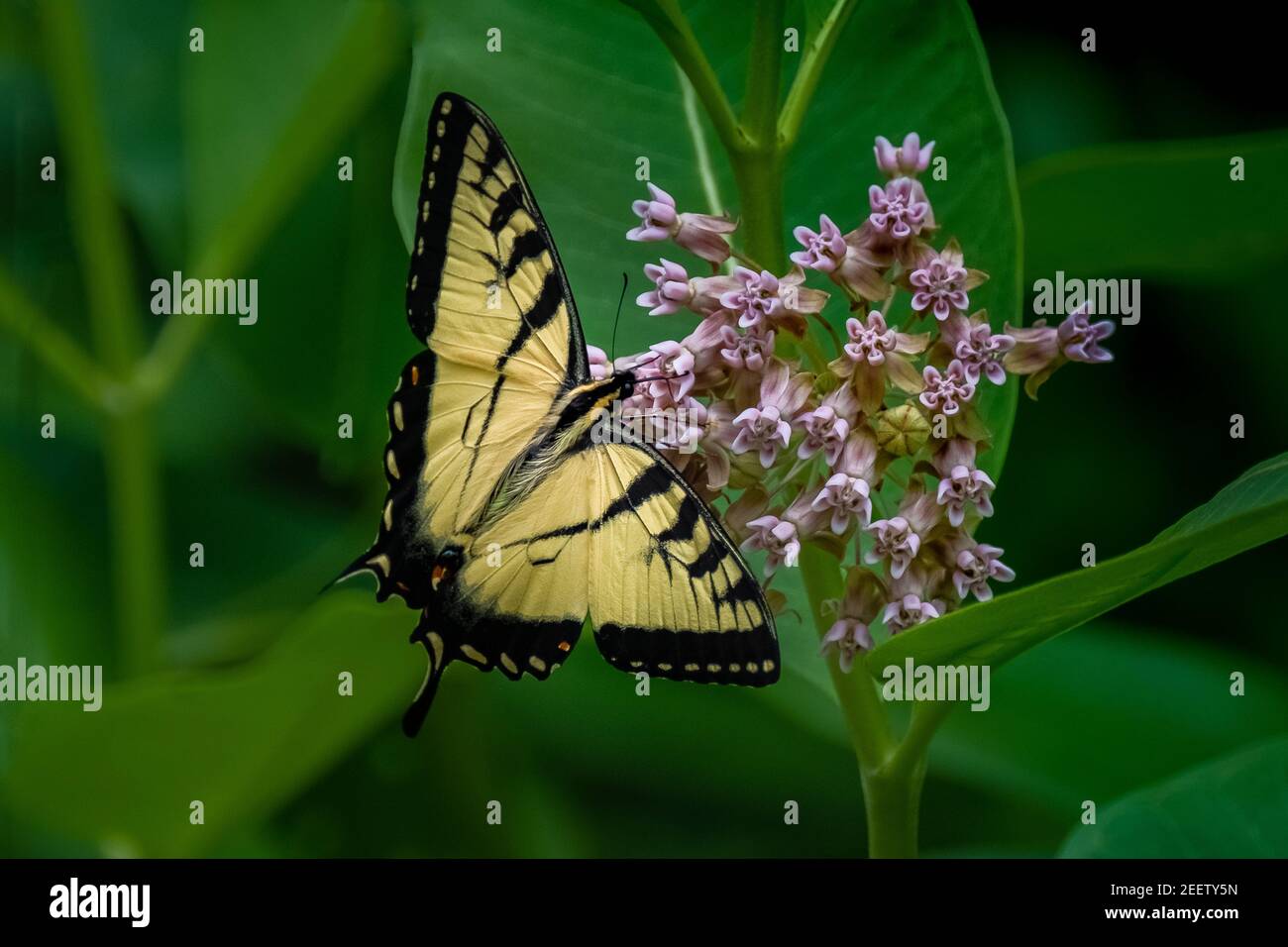 Un papillon à queue de cygne de l'est (Papilio glaucus) se nourrissant d'une fleur de milkweed sous le soleil d'été. Banque D'Images