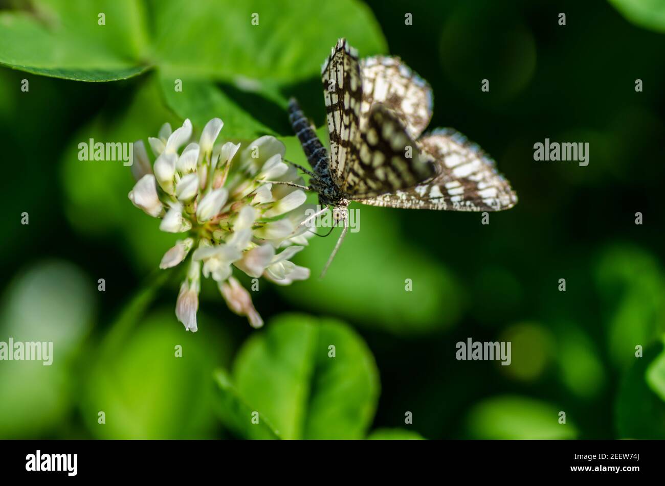 papillon assis sur un trèfle en été Banque D'Images