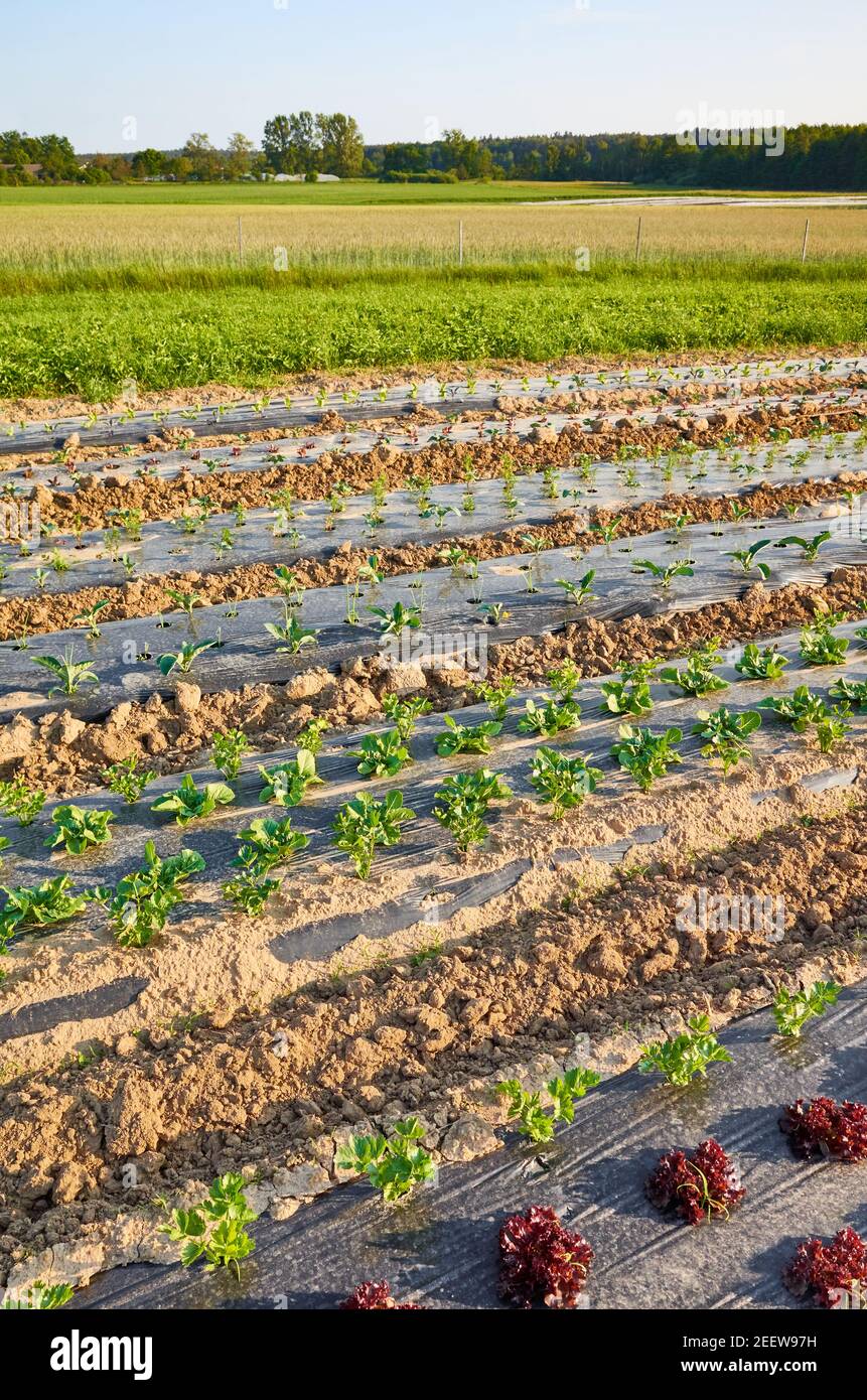 Champ de ferme végétale biologique avec des patchs recouverts de paillis en plastique. Banque D'Images