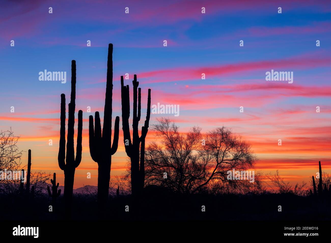 Paysage pittoresque avec cactus Saguaro dans le désert de Sonoran au coucher du soleil à Phoenix, Arizona Banque D'Images