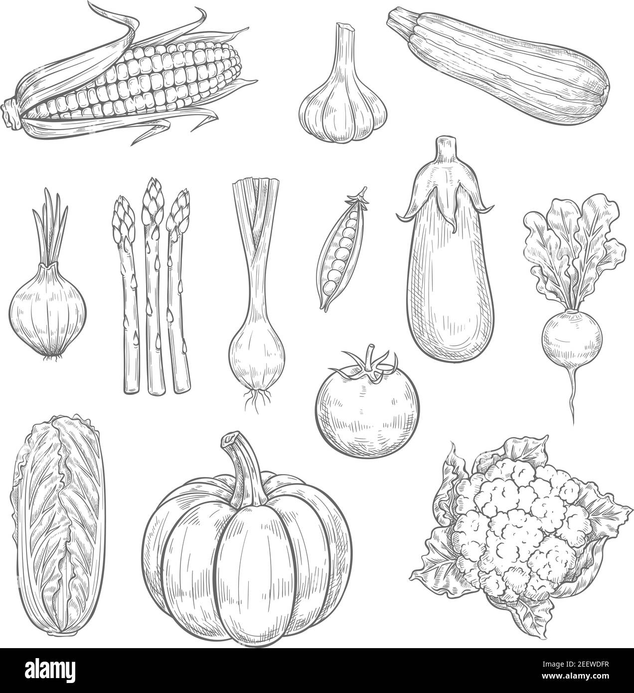 Les légumes esquissent des icônes et des légumes naturels. Ensemble vectoriel isolé de courgettes, carottes ou citrouille et poivre, aubergines, radis ou à Illustration de Vecteur