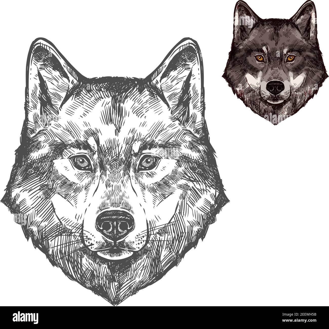 Wolf Wild animal sketch vector icône. Symbole de museau gris sauvage ou de loup en bois pour la faune et la zoologie de la faune ou le trophée de l'équipe de chasse et le zoo de la nature Illustration de Vecteur