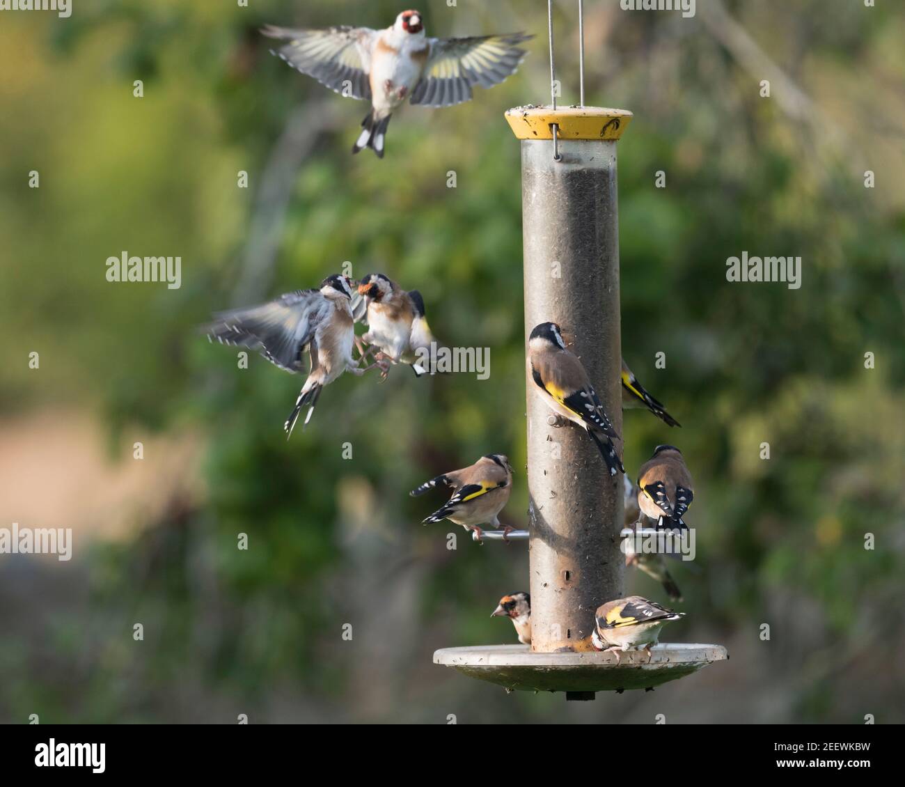 A Goldfinch (Carduelis Carduelis) Approche d'un mangeoire à oiseaux de jardin occupé par plusieurs oiseaux comme Deux autres Finches se battent à proximité Banque D'Images