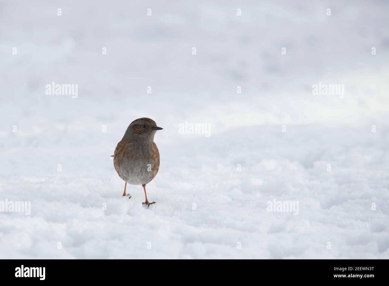 Un Dunnock, ou Bruant de haies, (Prunella Modularis) marcher sur la neige à la recherche de nourriture Banque D'Images