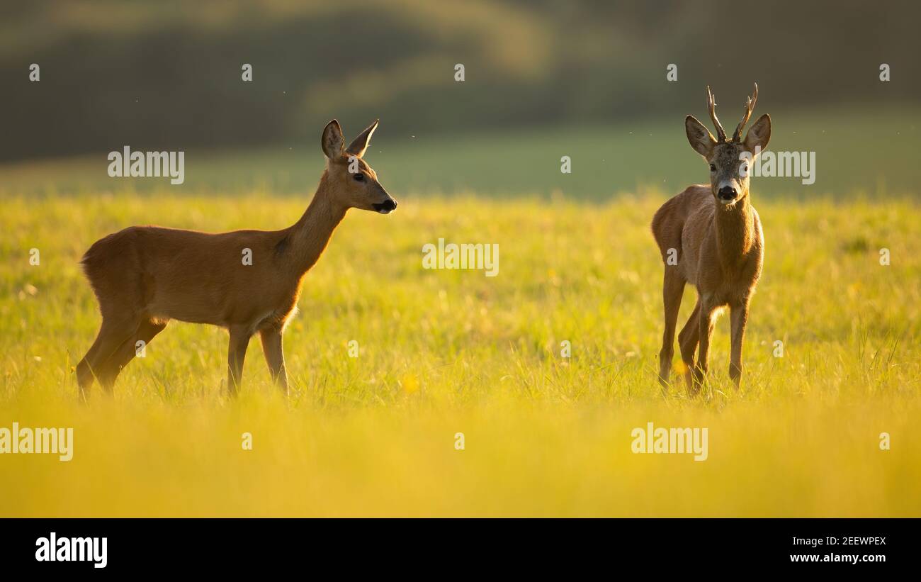 Couple de chevreuils debout sur la prairie en plein soleil d'été. Banque D'Images