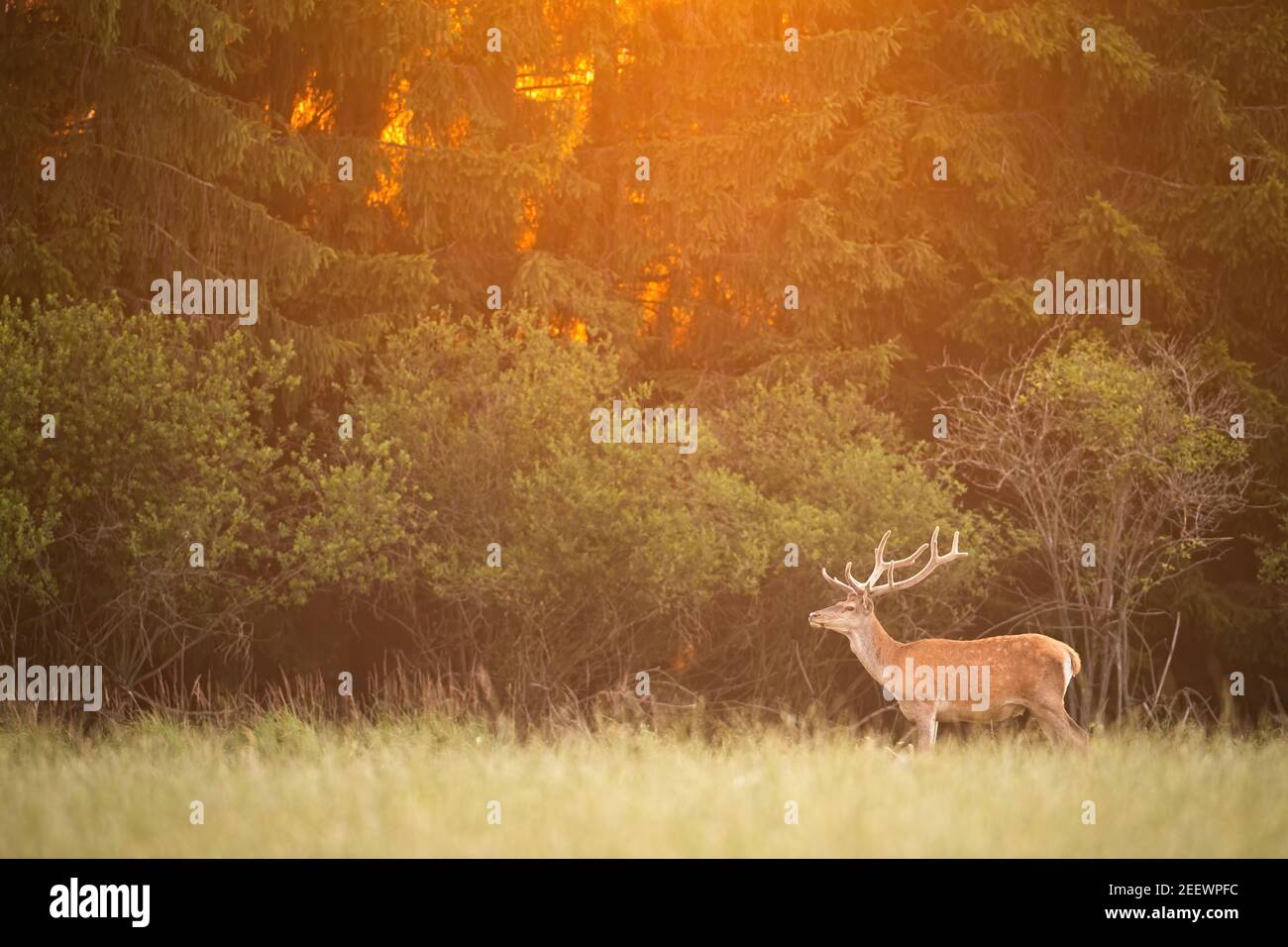 Cerf rouge stag debout sur un pré en face de forêt en été nature au coucher du soleil Banque D'Images