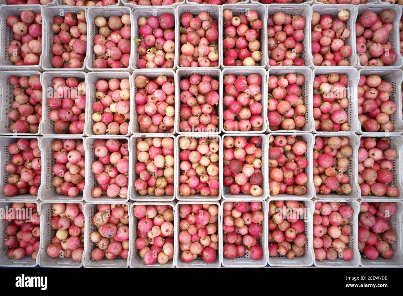 Vue de dessus des boîtes avec des fruits de grenade fraîchement cueillis. Banque D'Images Vue de dessus des boîtes avec des fruits de grenade fraîchement cueillis. Banque D'Images