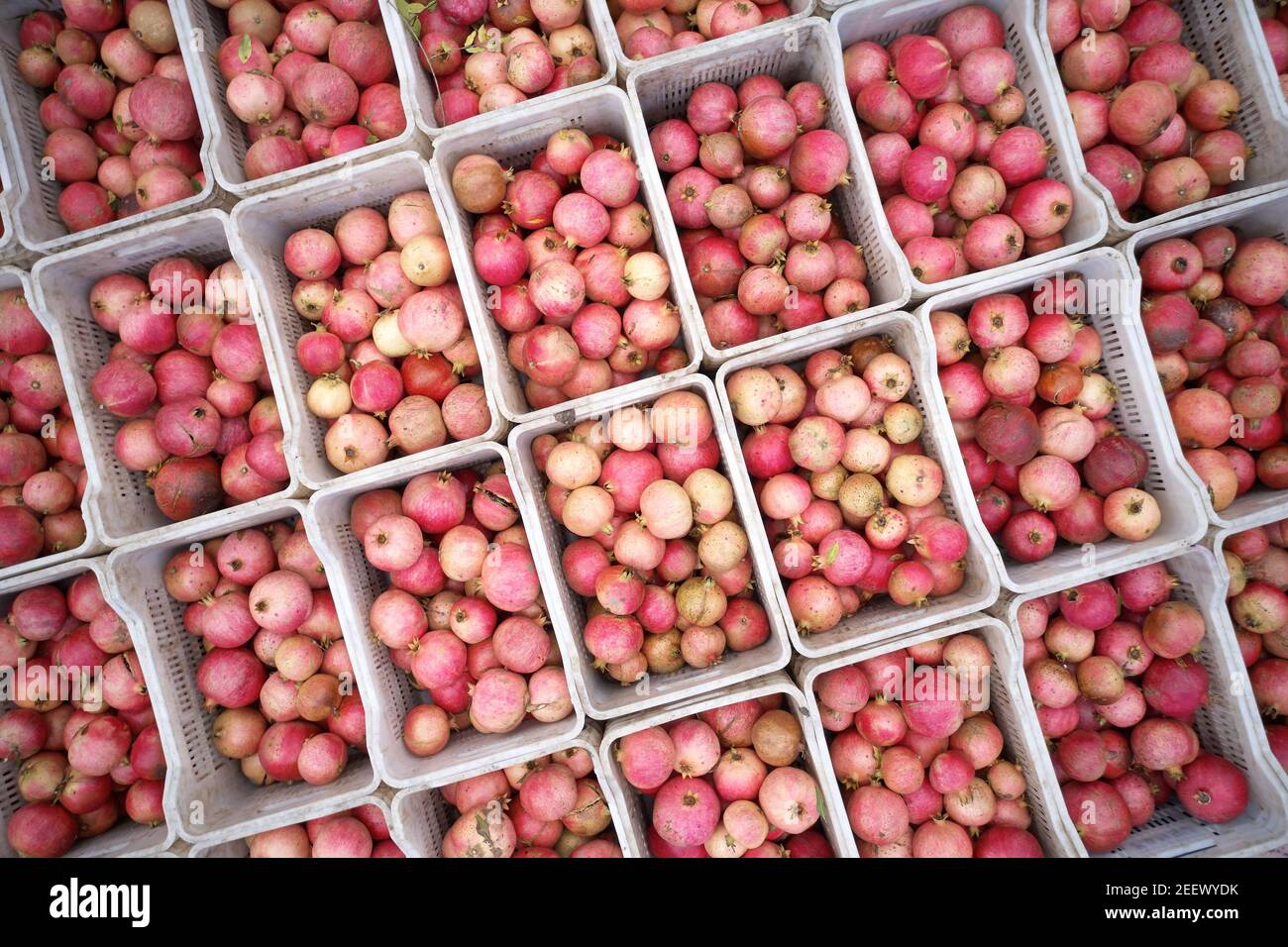 Fruits de grenade fraîchement cueillis dans des boîtes, vue de dessus. Banque D'Images Fruits de grenade fraîchement cueillis dans des boîtes, vue de dessus. Banque D'Images