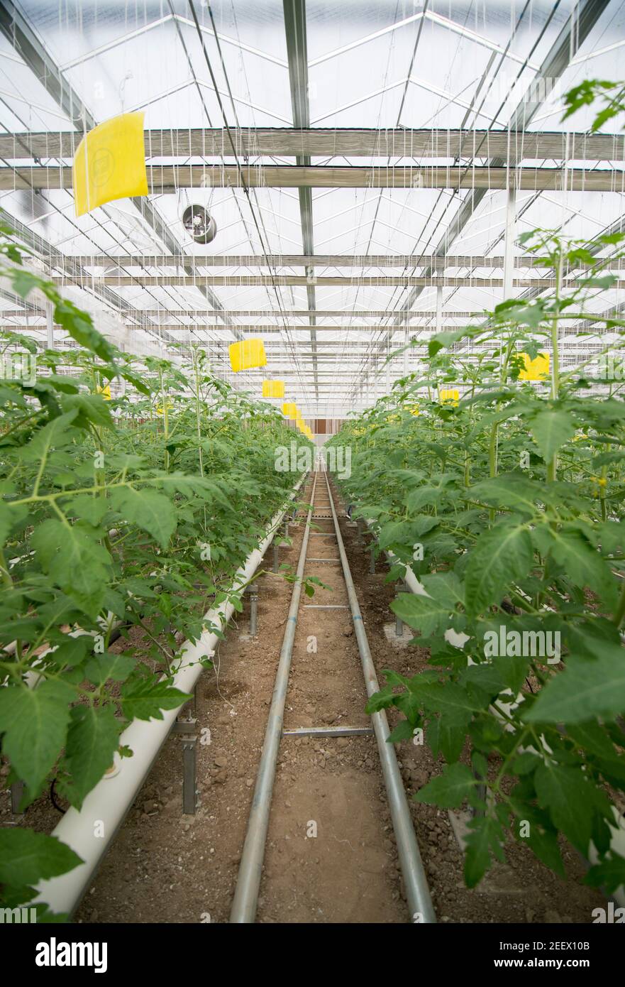 Les rangées sans fin de plants de tomates cerises à monoculture étroitement  disposés sont soutenues par des cordes, car ils poussent de la plantule à  l'étape de la floraison en utilisant rien