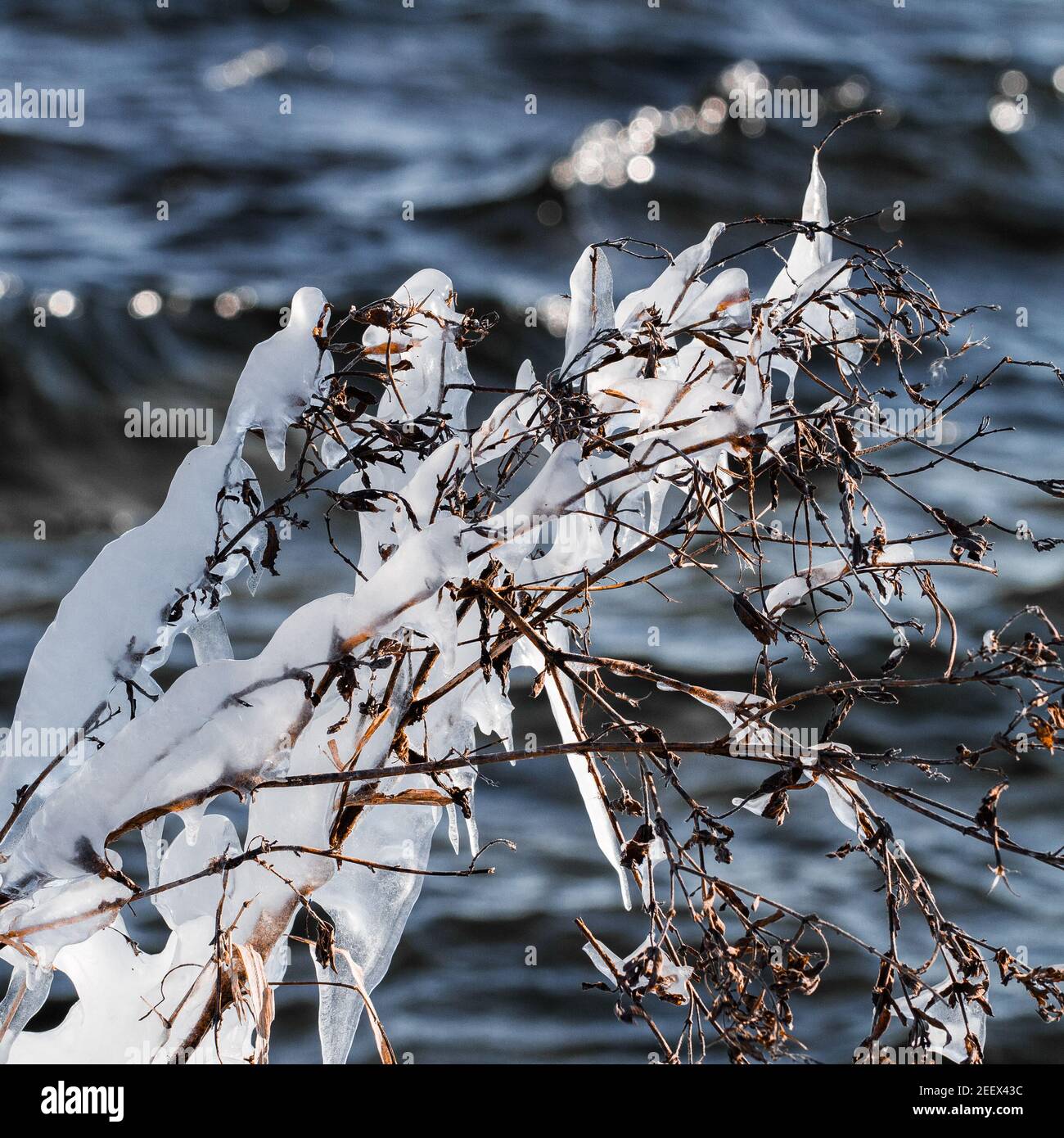 Plantes couvertes de glace. Quartier des lacs Reeuwijkse Plassen, Reeuwijk, pays-Bas. Banque D'Images