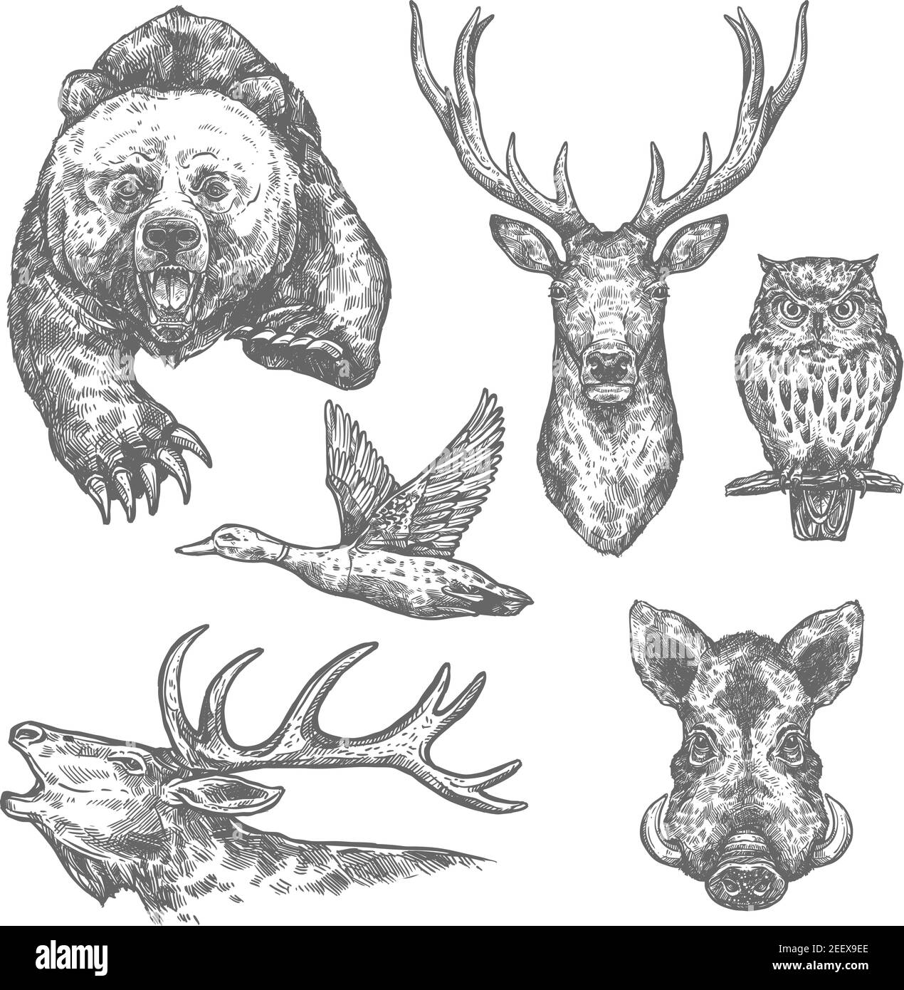 Animal sauvage et oiseau isolé croquis avec ours et cerf, orignal et hibou, sanglier, wapiti et canard. Carnivore et herbivore animaux pour le sport de chasse, zoo et Illustration de Vecteur