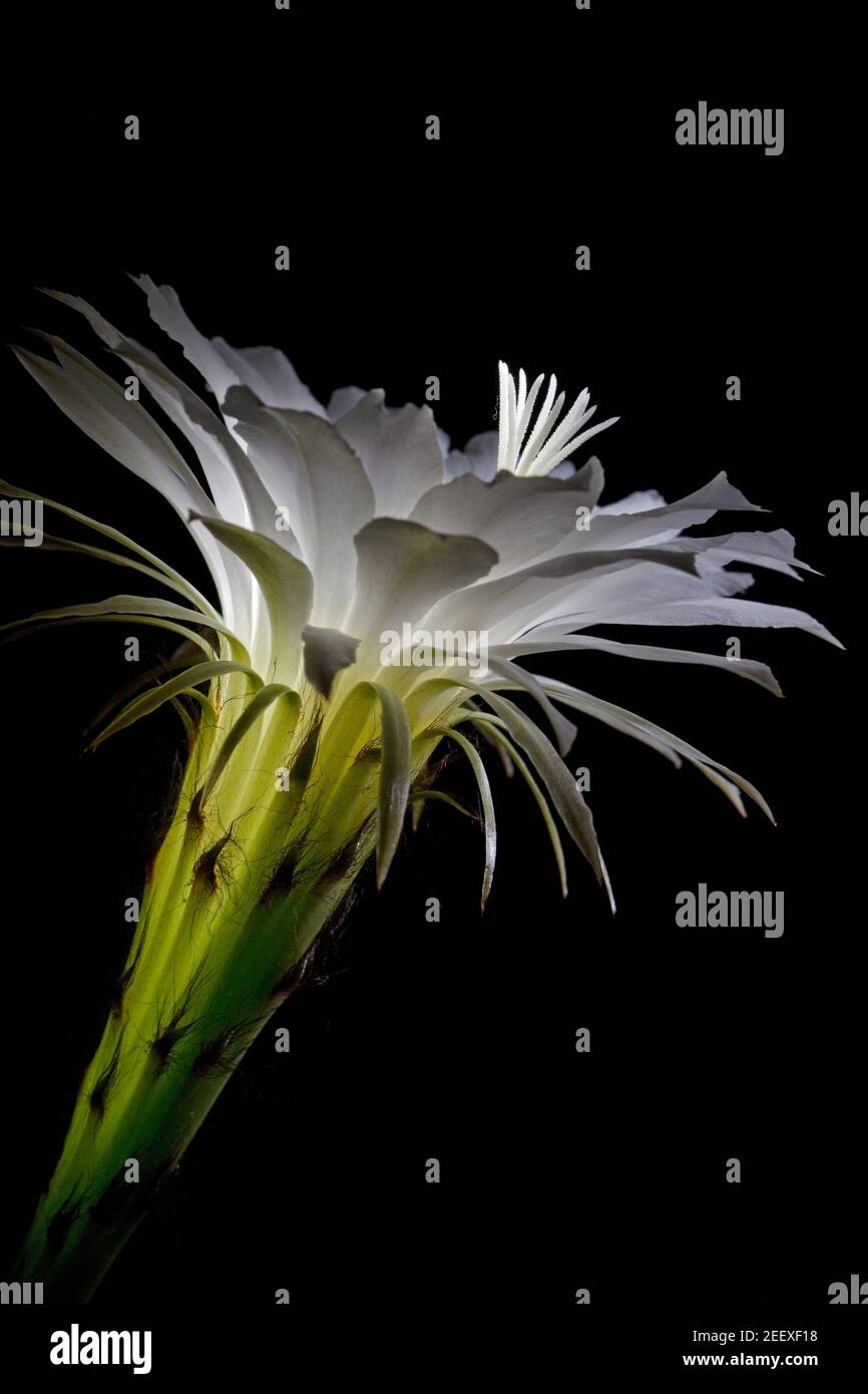 Fleur de cactus blanche (Echinopsis klingleriana) isolée sur noir, photo d'art, photo macro. Banque D'Images