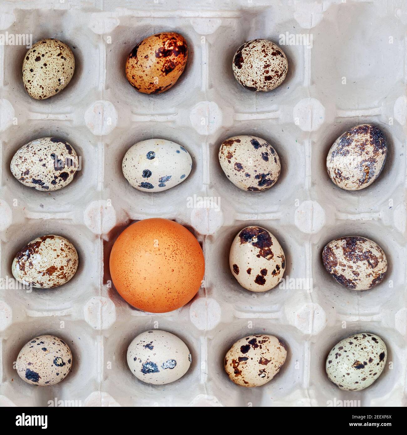 Un œuf de poulet parmi de nombreux œufs de caille dans une boîte en carton.  Vue de dessus. Concept d'accélération, d'individualité et de différence  Photo Stock - Alamy