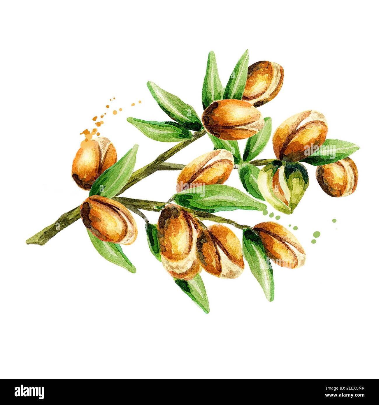 Branche de l'argan, peut être utilisé comme élément de conception pour la décoration de produits cosmétiques ou alimentaires utilisant l'huile d'argan. Sketc aquarelle dessinés à la main Banque D'Images