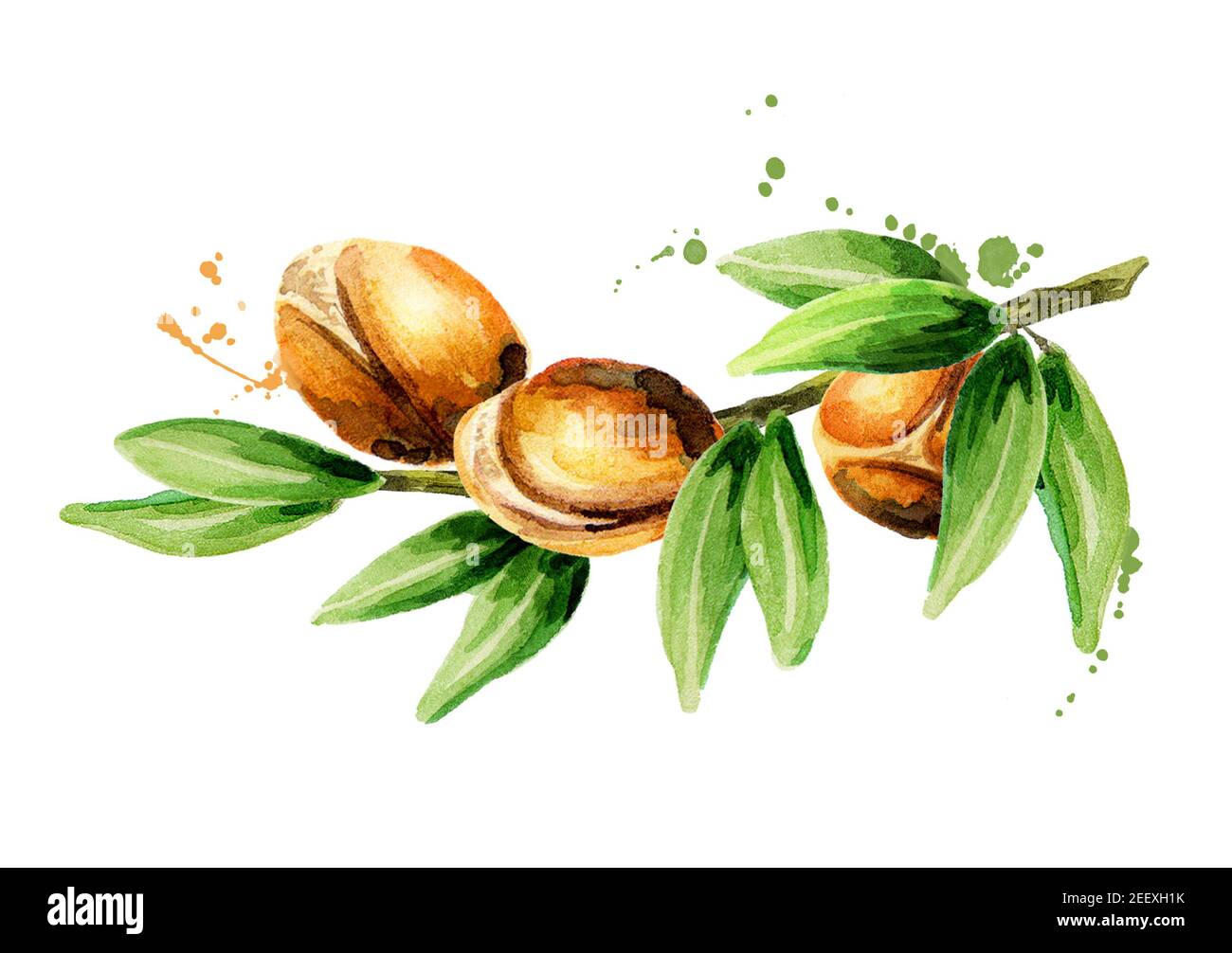 Branche de l'argan, peut être utilisé comme élément de conception pour la décoration de produits cosmétiques ou alimentaires utilisant l'huile d'argan. Esquisse aquarelle Banque D'Images