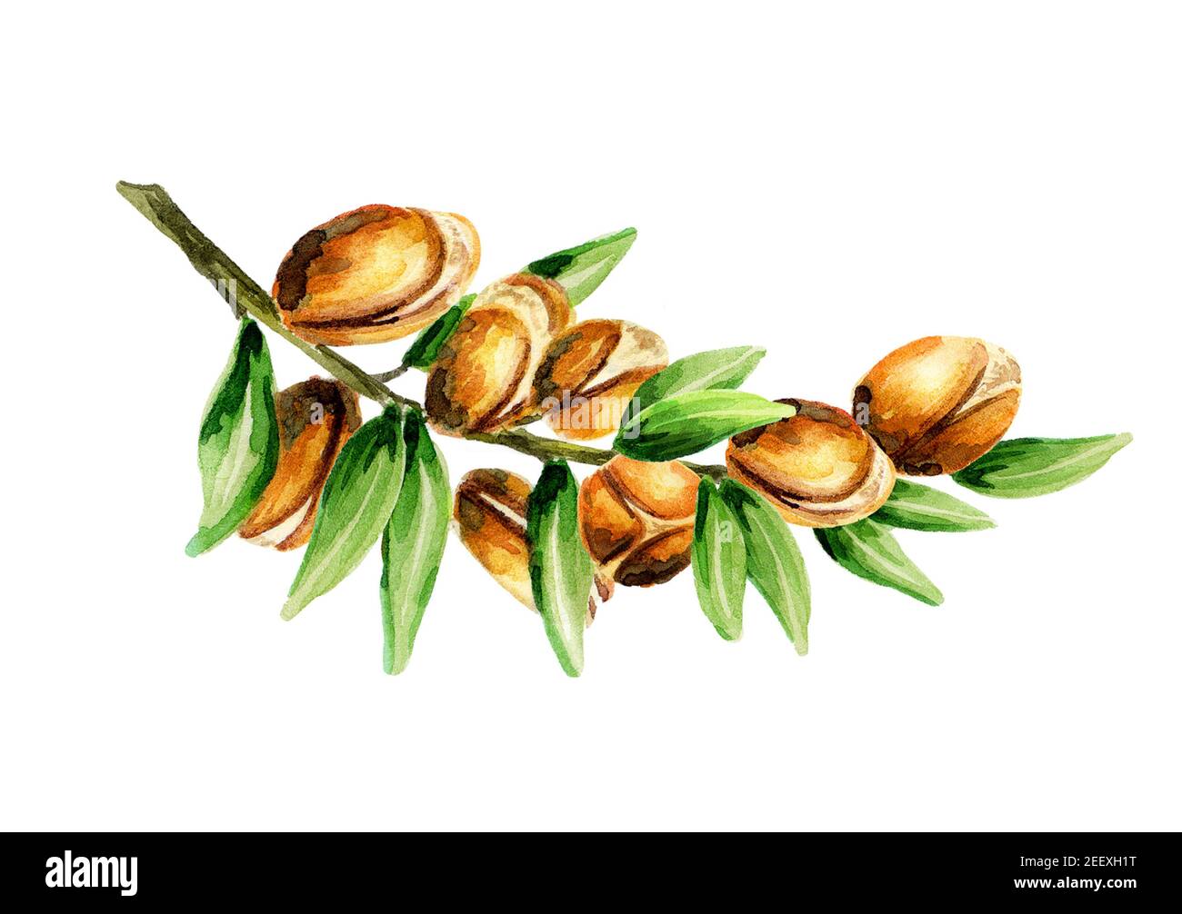 Branche de l'argan, peut être utilisé comme élément de conception pour la décoration de produits cosmétiques ou alimentaires utilisant l'huile d'argan. Aquarelle Banque D'Images