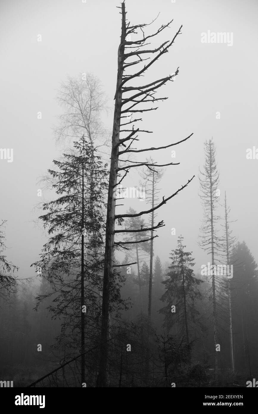 Arbres dans un brouillard épais. Forêt d'automne Norvège. Noir et blanc. Banque D'Images