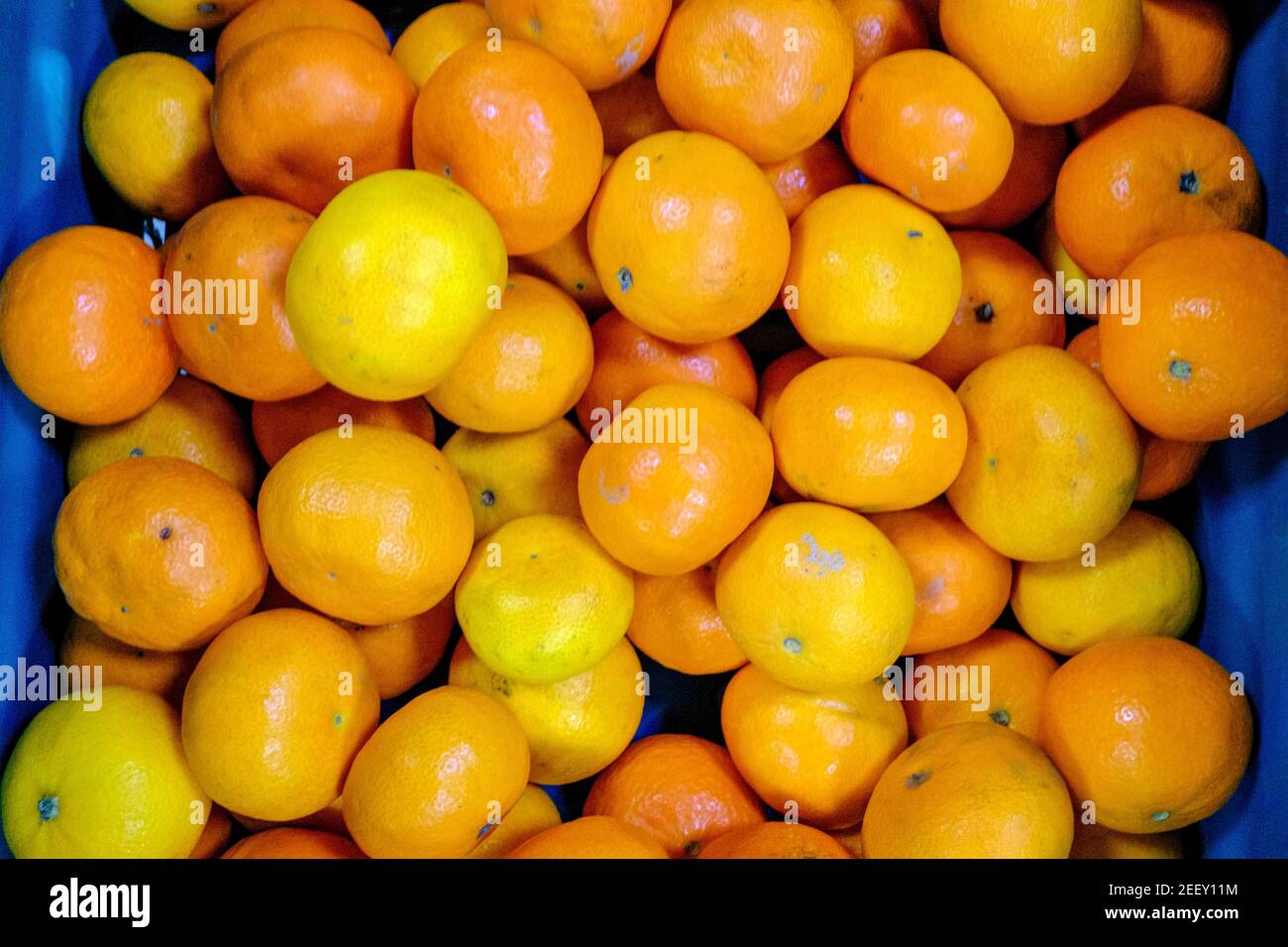 Une caisse d'oranges entières (Citrus × sinensis), un agrumes, dans un épicier. Banque D'Images