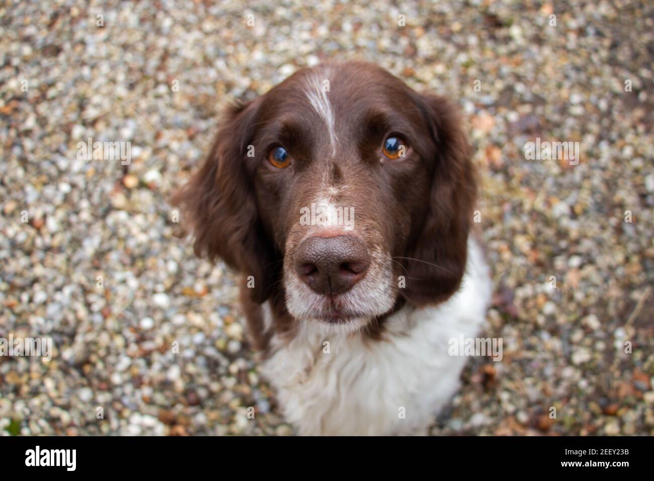 Gros plan du chien regardant dans l'appareil photo Banque D'Images