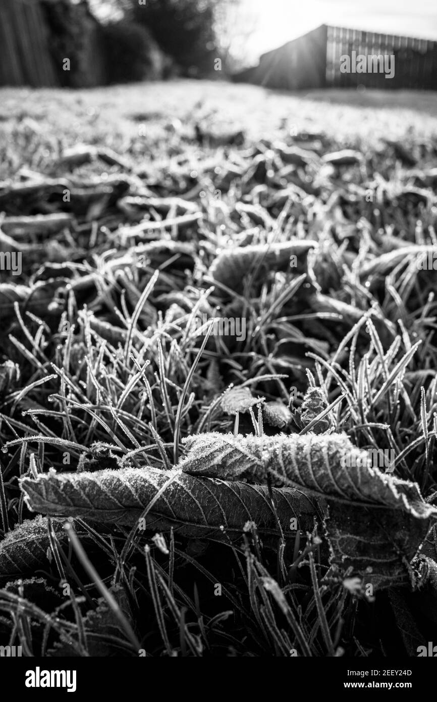 Matin gelé à la fin de l'automne, angle bas avec les feuilles sur l'herbe Banque D'Images