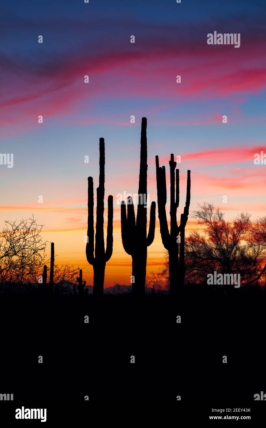 Paysage du désert de l'Arizona au coucher du soleil avec silhouette de cactus Saguaro Banque D'Images