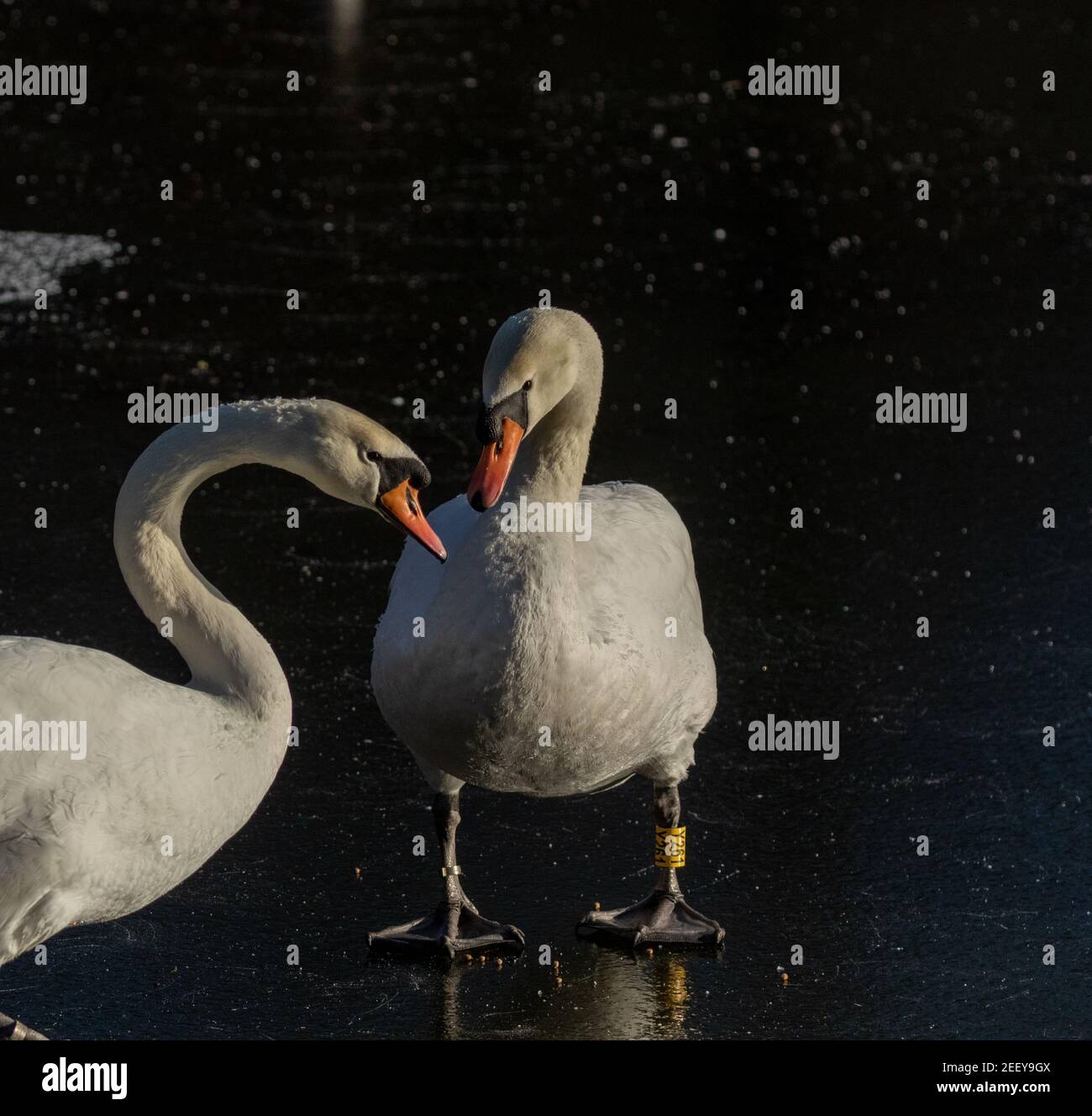 Un couple reproducteur de cygnes muets (cygnus olor) debout sur la glace. L'un des cygnes a un anneau d'identité de jambe. Banque D'Images