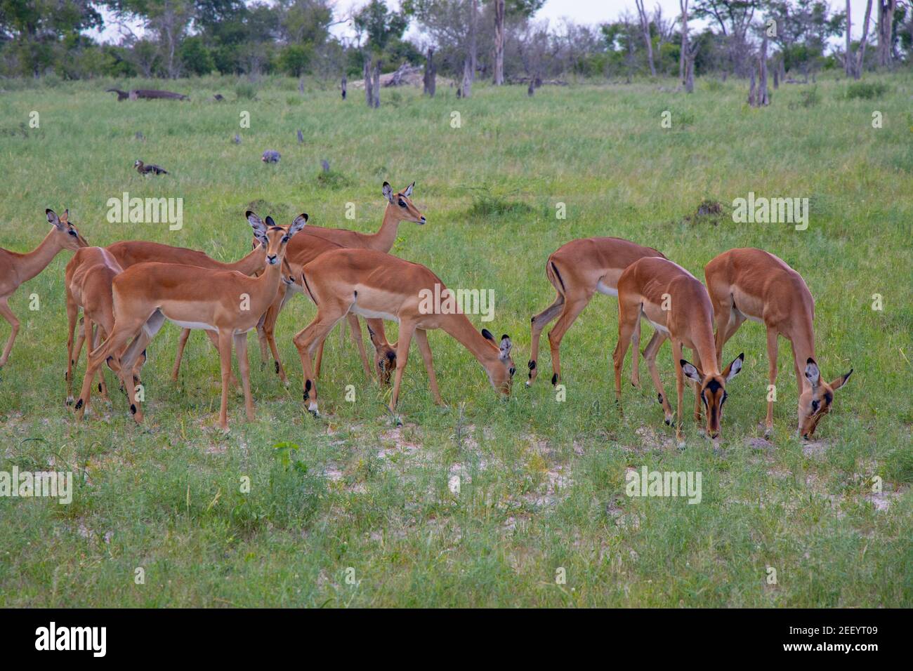 Impala (Aepyceros melampus). Femelles, troupeau se nourrissant les uns les autres, pâturage. Notez les cages de côtes saillantes, indiquant la nécessité d'une alimentation prolongée Banque D'Images