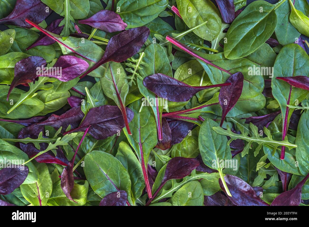 Diverses feuilles de laitue fraîches et colorées comme arrière-plan Banque D'Images
