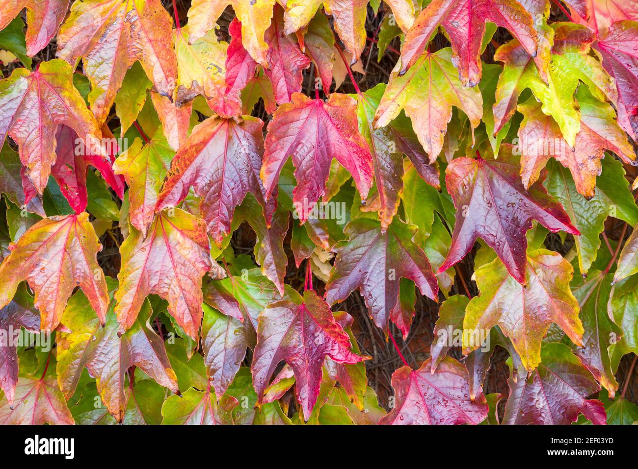 Boston ivy (parthenocissus tricuspidata) gros plan, coloré ivy super-réducteur d'automne, Royaume-Uni Banque D'Images