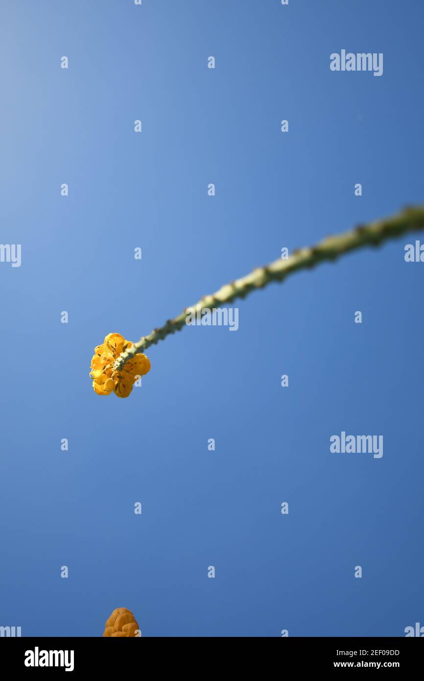 fleurs jaunes contre un ciel bleu Banque D'Images