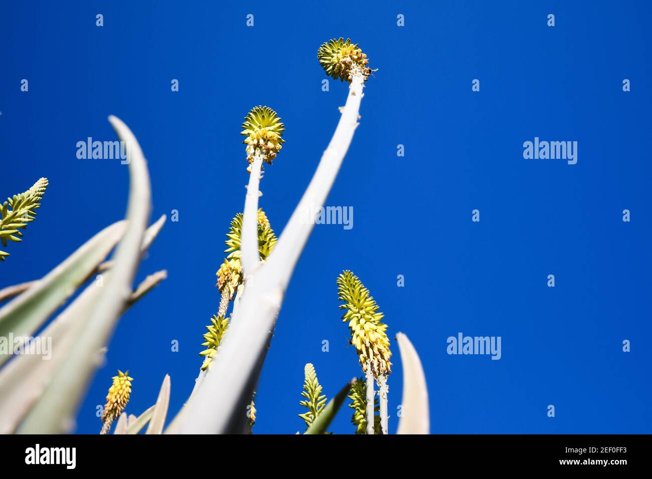 fleurs jaunes contre un ciel bleu Banque D'Images