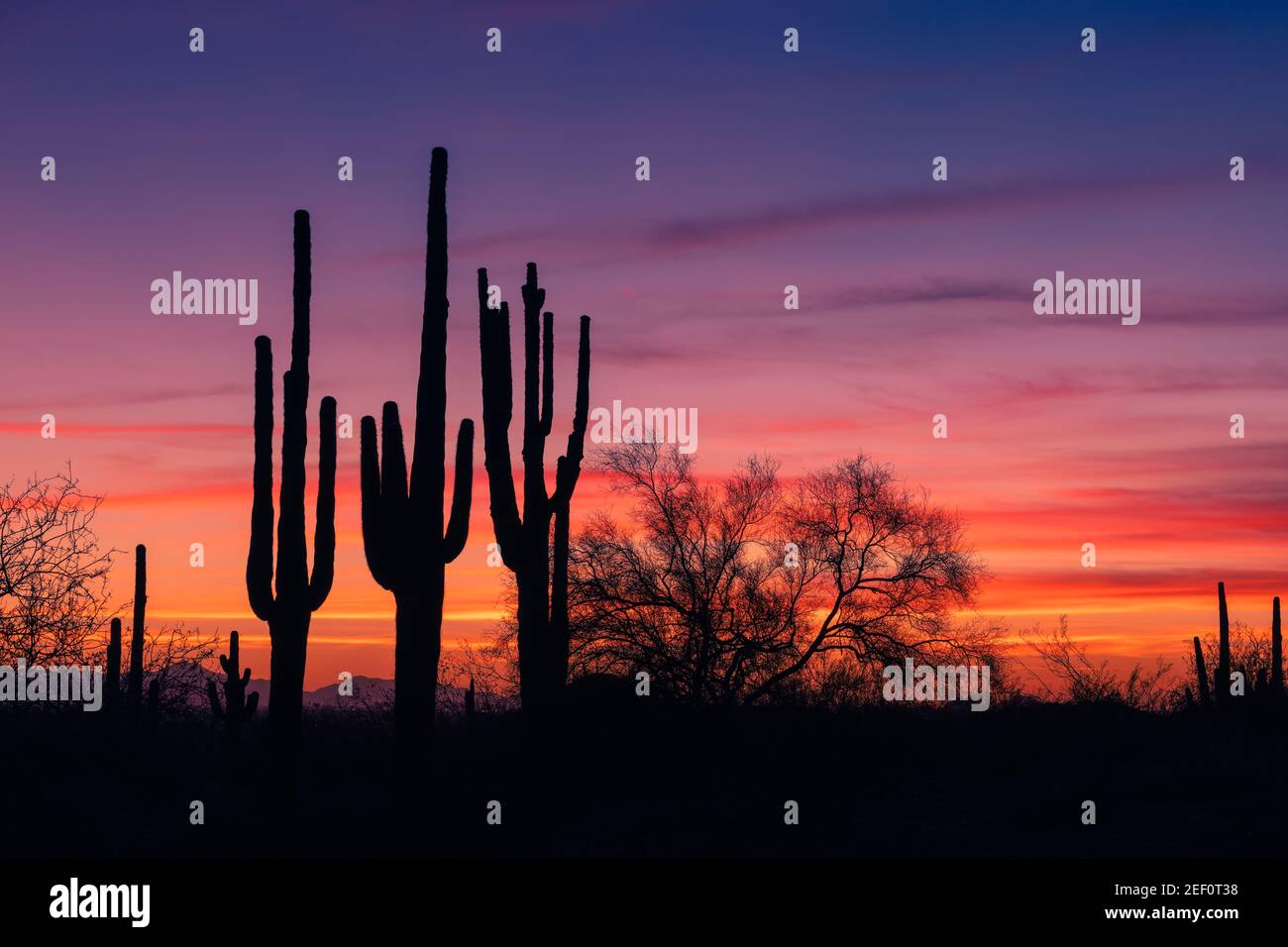 Coucher de soleil coloré en Arizona et paysage pittoresque du désert de Sonoran avec silhouette de cactus Saguaro près de Phoenix Banque D'Images