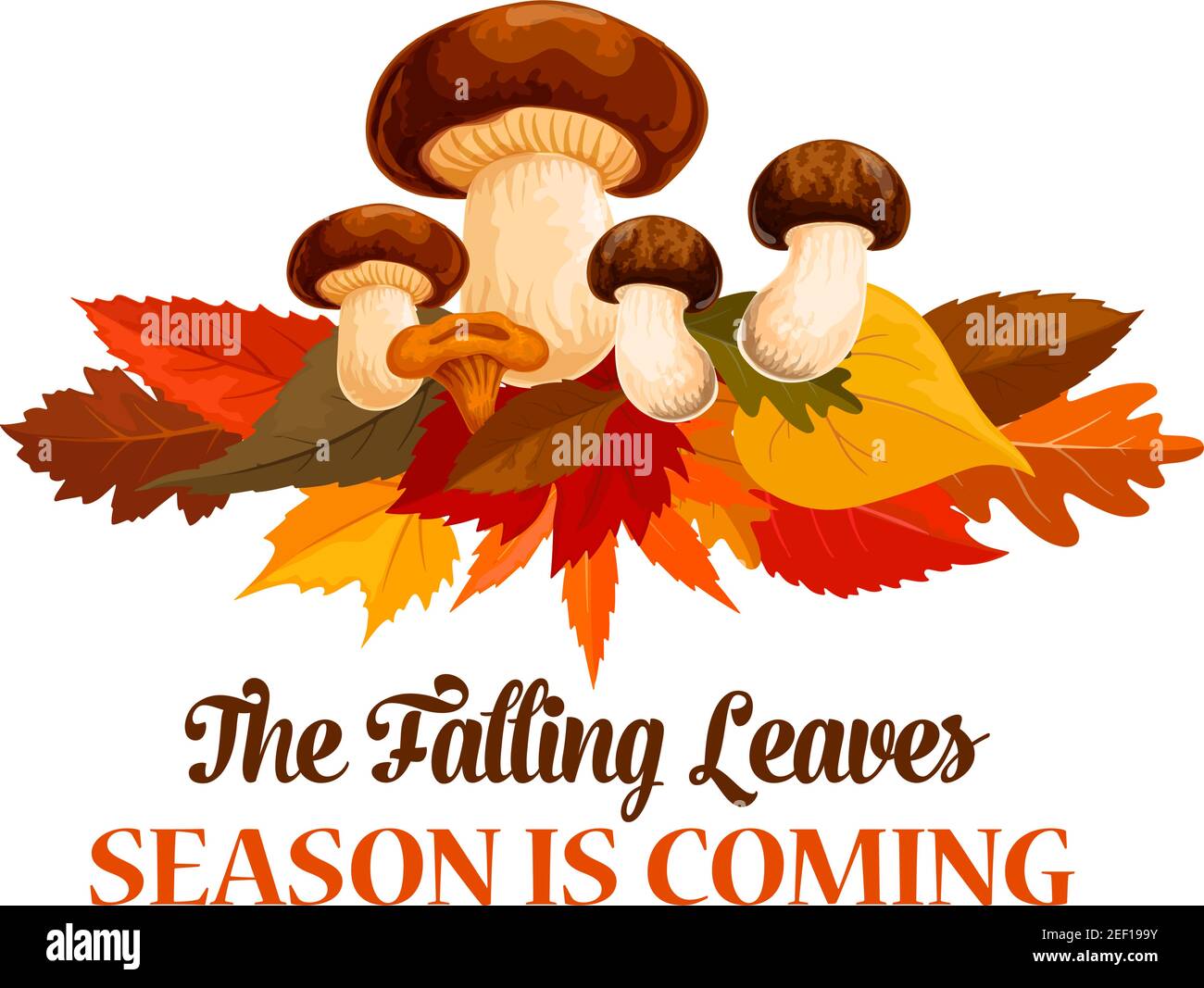 La saison d'automne est à venir affiche ou carte de voeux de la chute des feuilles et de la récolte de champignons de forêt. Vecteur temps d'automne cep porcini et chanterelle sur l'érable, Illustration de Vecteur