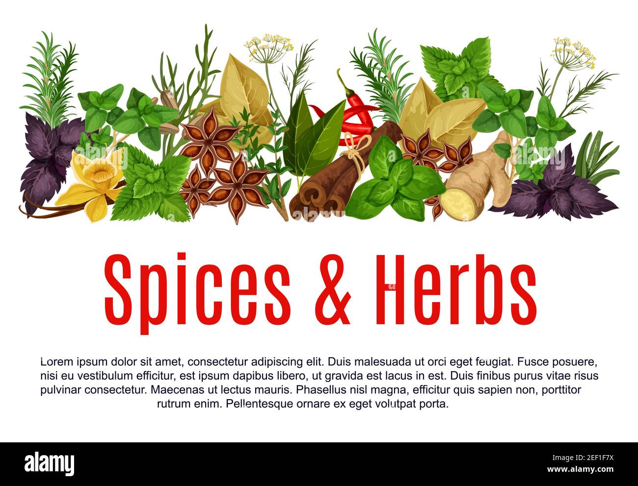 Modèle d'affiche pour magasin d'herbes et d'épices. Thym biologique vectoriel, romarin ou basilic et épice au raifort, piment de la ferme ou anis et origan c Illustration de Vecteur