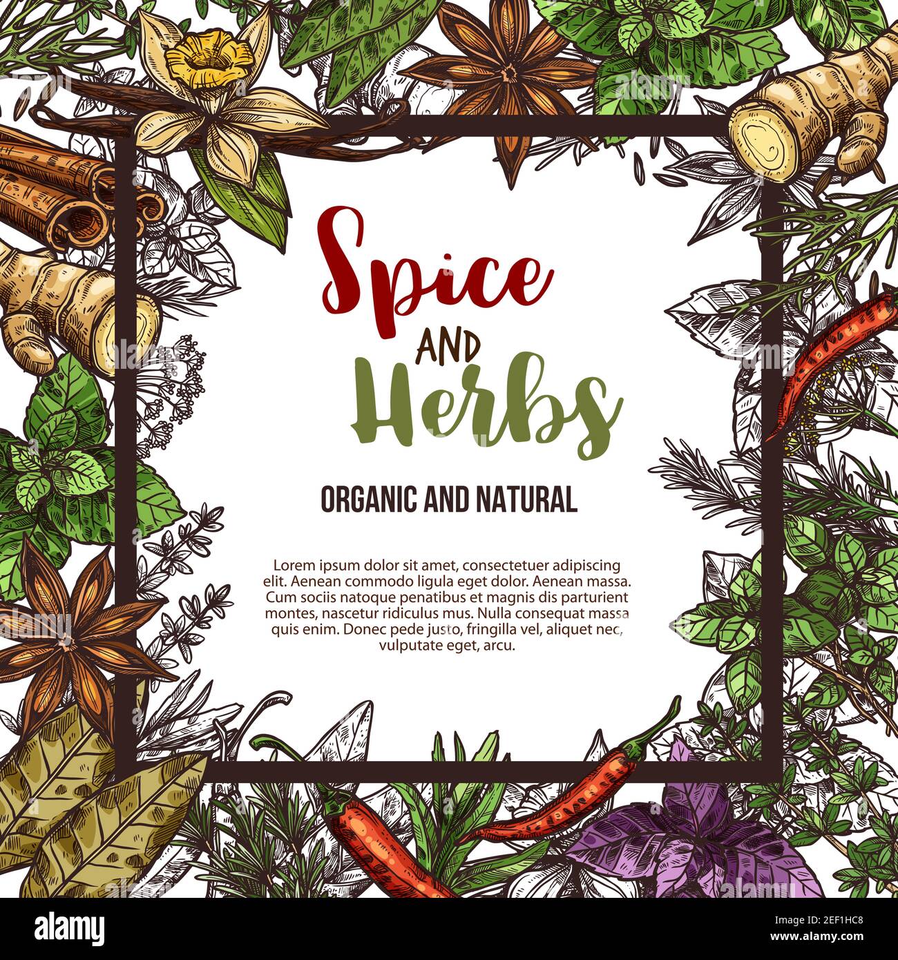 Herbes et épices croquis poster de piment naturel poivre et origan ou basilic vert, l'assaisonnement à l'aneth ou au persil et le thym ou cumin aromatisant, sauge ou baie Illustration de Vecteur