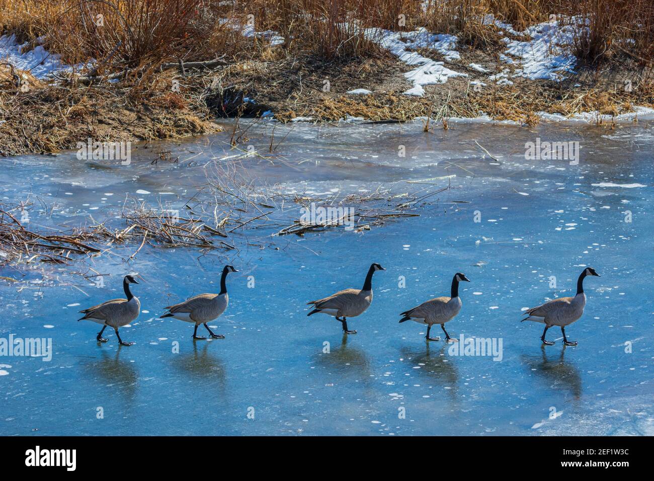 Les Bernaches du Canada (Branta canadensis) marchent un seul fichier au-dessus de l'étang gelé en hiver à East Plum Creek, Castle Rock Colorado USA. Photo prise en février. Banque D'Images