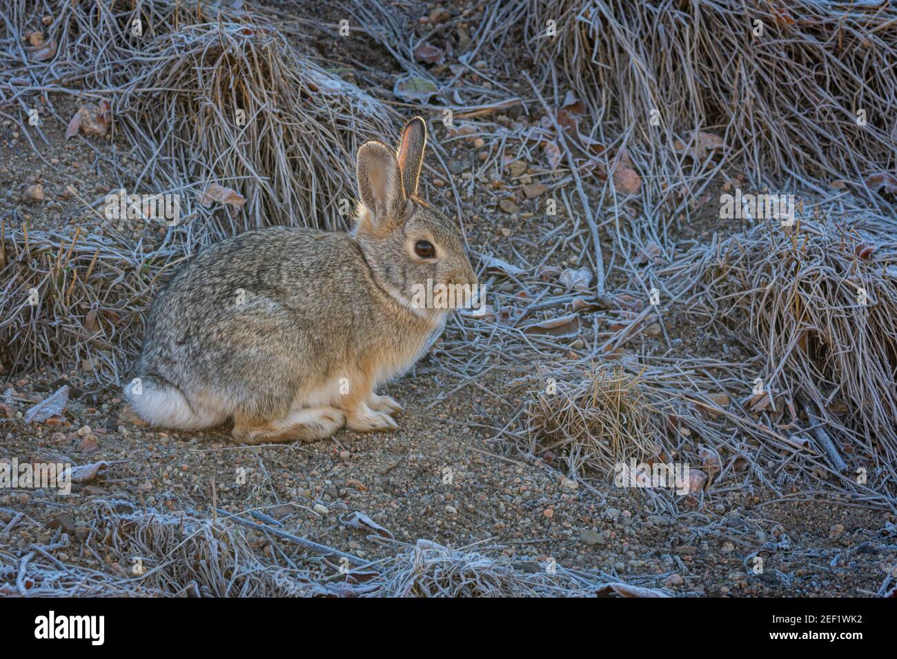 Lapin de Nuttall ou de Mountain Cottontail (Sylvilagus nuttalli) en hiver, Castle Rock Colorado USA. Photo prise en décembre. Banque D'Images Lapin de Nuttall ou de Mountain Cottontail (Sylvilagus nuttalli) en hiver, Castle Rock Colorado USA. Photo prise en décembre. Banque D'Images