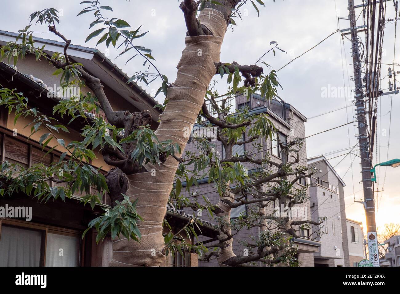 Isolation protection des arbres enveloppant des bandages sur un arbre dans la ville urbaine de Nerima, Tokyo, Japon. Banque D'Images