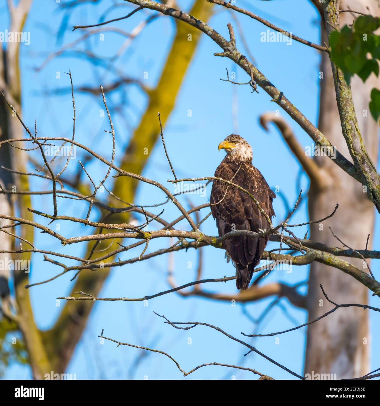 Jeune aigle à tête blanche assis sur une branche d'arbre. Réserve naturelle nationale d'Ottawa. Ohio. ÉTATS-UNIS Banque D'Images Jeune aigle à tête blanche assis sur une branche d'arbre. Réserve naturelle nationale d'Ottawa. Ohio. ÉTATS-UNIS Banque D'Images