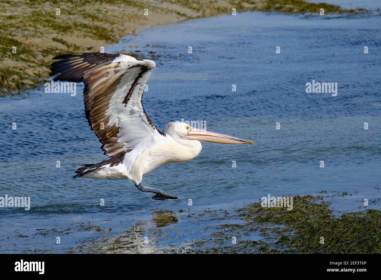 Décollage, Pelican style Banque D'Images