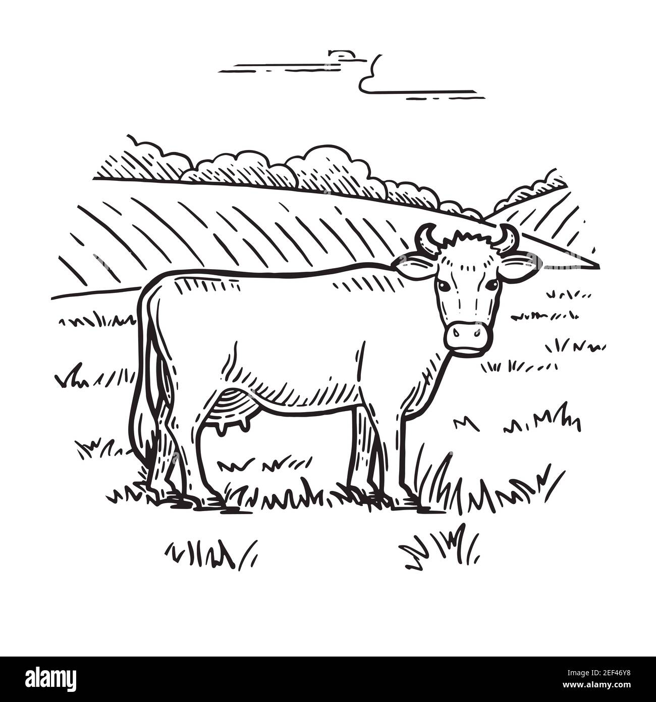 Animal de ferme. Croquis de vache. Dessiné à la main. Style vintage. Illustration vectorielle Banque D'Images