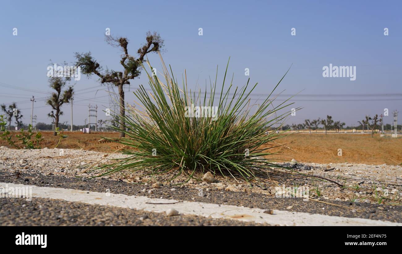 Saccharum spontaneum ou Kash Phool, pousse à l'automne dans le sous-continent indien. Gros plan de plantes tropicales. Banque D'Images