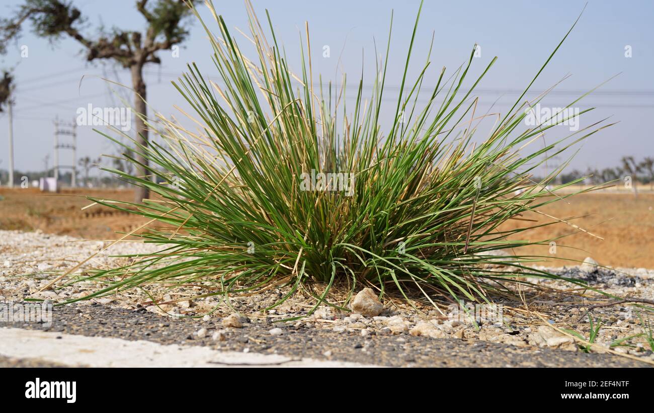 Plante aride du désert de Saccharum spontaneum ou de Kans plantes de plus près avec des feuilles de plumes ouvertes. Ferme-près de plantes subtropicales. Banque D'Images