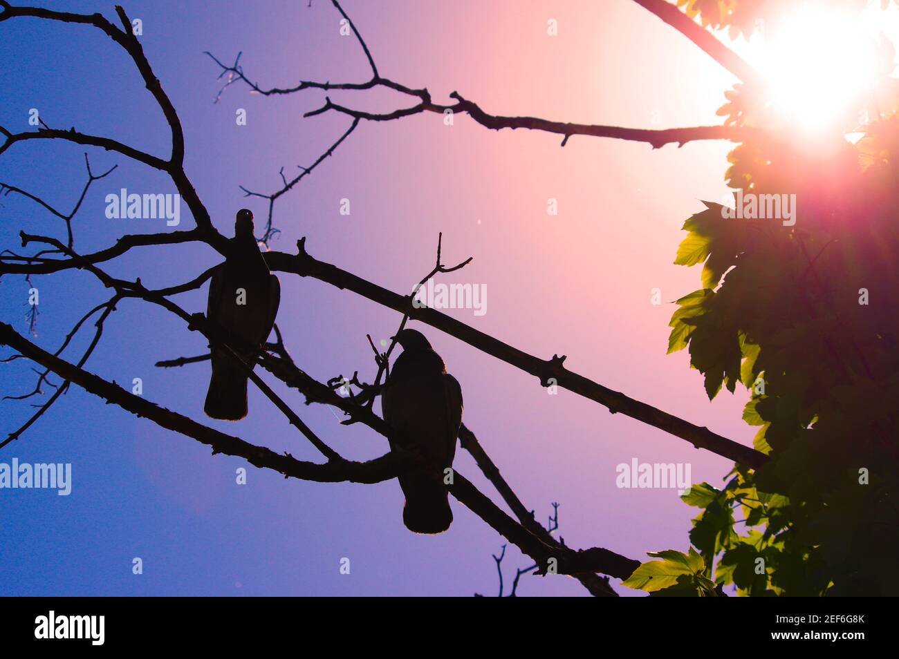 Deux oiseaux de rivage amoureux au soleil sur une branche d'arbre. Banque D'Images