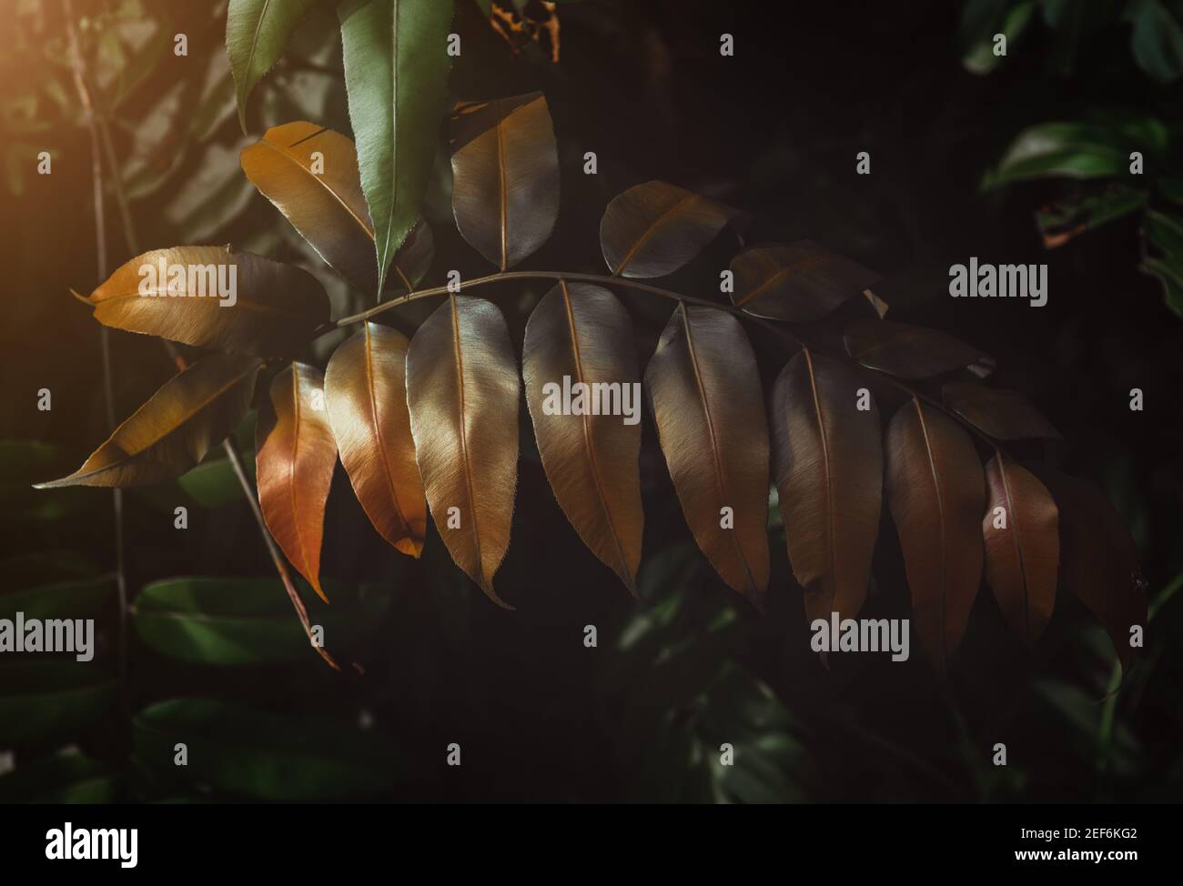 Feuilles tropicales dans des ombres basses et sombres avec lumière chaude du soleil et tons gris. Banque D'Images