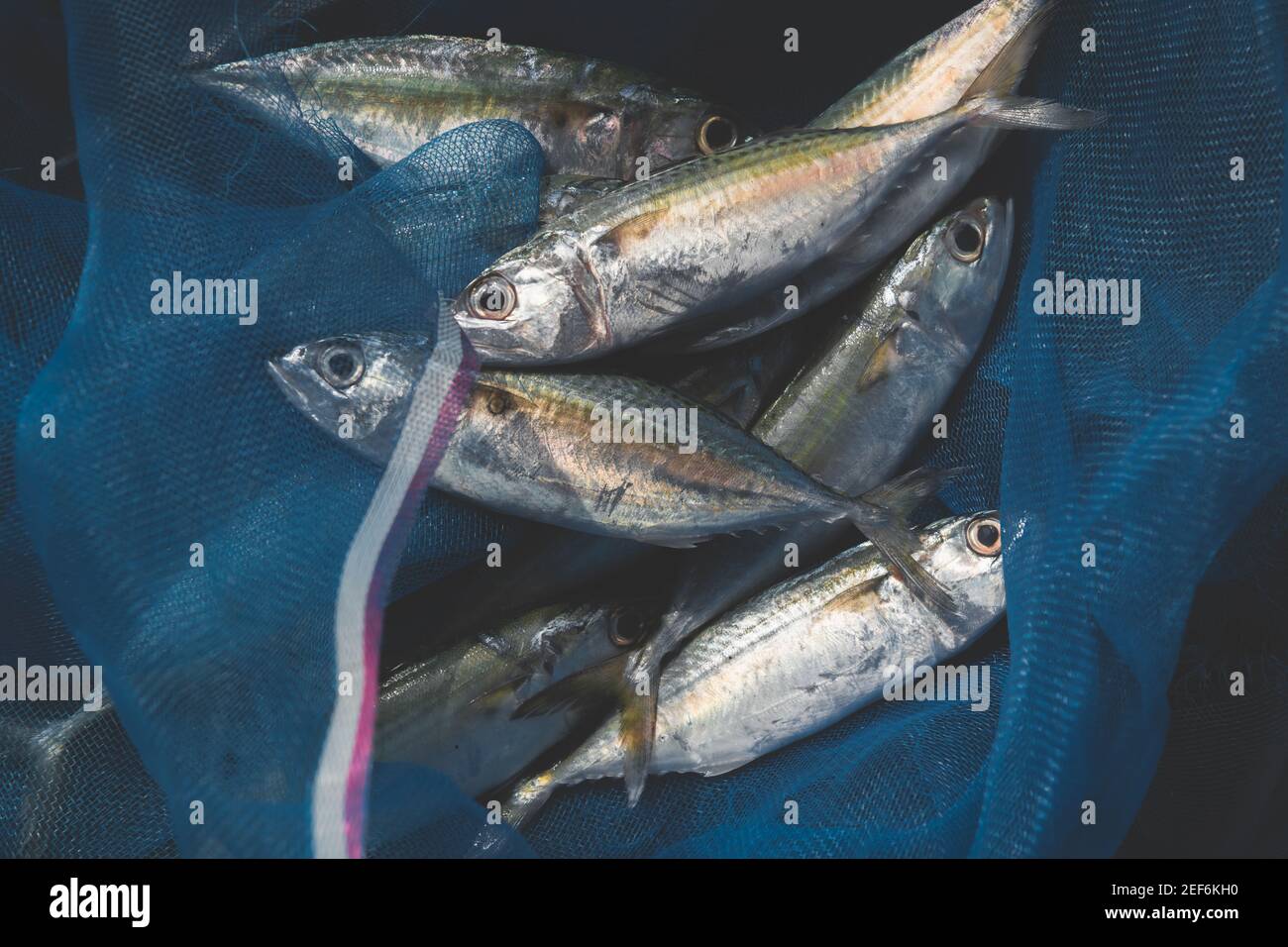 Poissons de sardine de maquereau en senne bleue de pêche avec éclairage extérieur faible. Banque D'Images