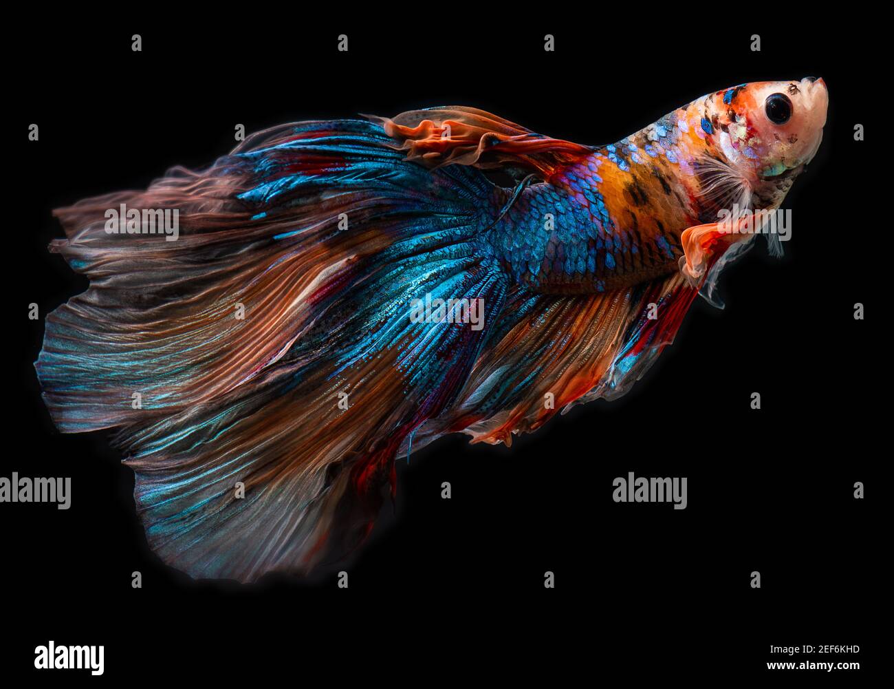 Le géant de la demi-lune betta Siamese combat le mouvement des poissons avec fond noir. Banque D'Images