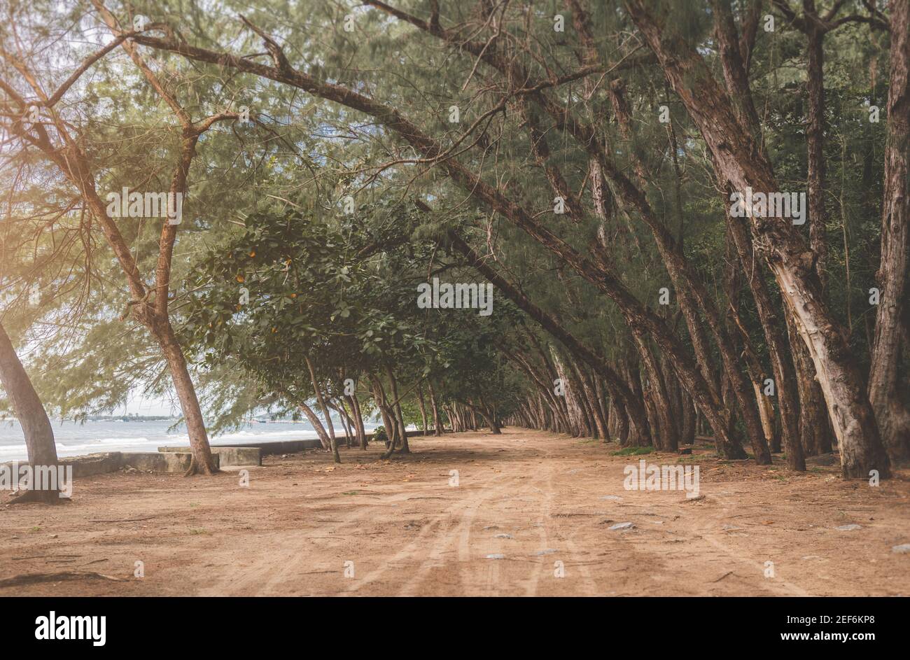 Vue panoramique sur les pins et côté mer de la rue au rez-de-chaussée avec éclairage tamisé. Banque D'Images